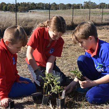 Schools Tree Day Years 2 And 6 10