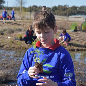 Schools Tree Day Years 2 And 6 15