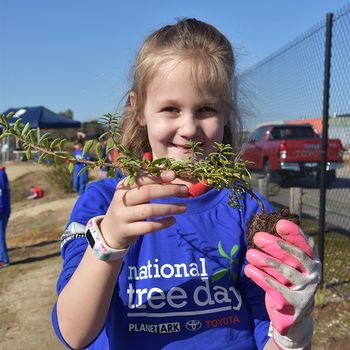 Schools Tree Day Years 2 And 6 19