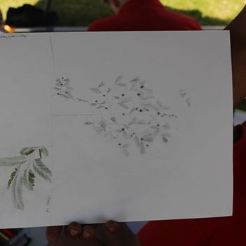 Yr 8 Biodiversity Botanical Art 2