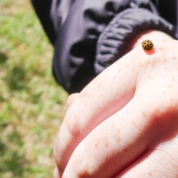 Yr 8 Biodiversity Day Insect Safari 6