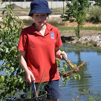 Yr 8 Biodiversity Day Native Plants 6