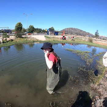 Yr 8 Biodiversity Water Bugs 15