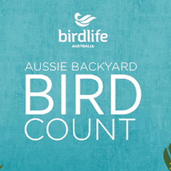 Backyard Bird Count Image