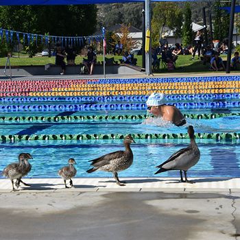 T1 Secondary Hume Swimming 10