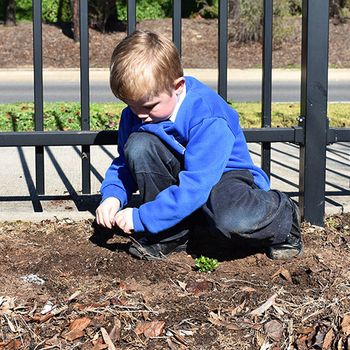 News Nat Tree Day 12