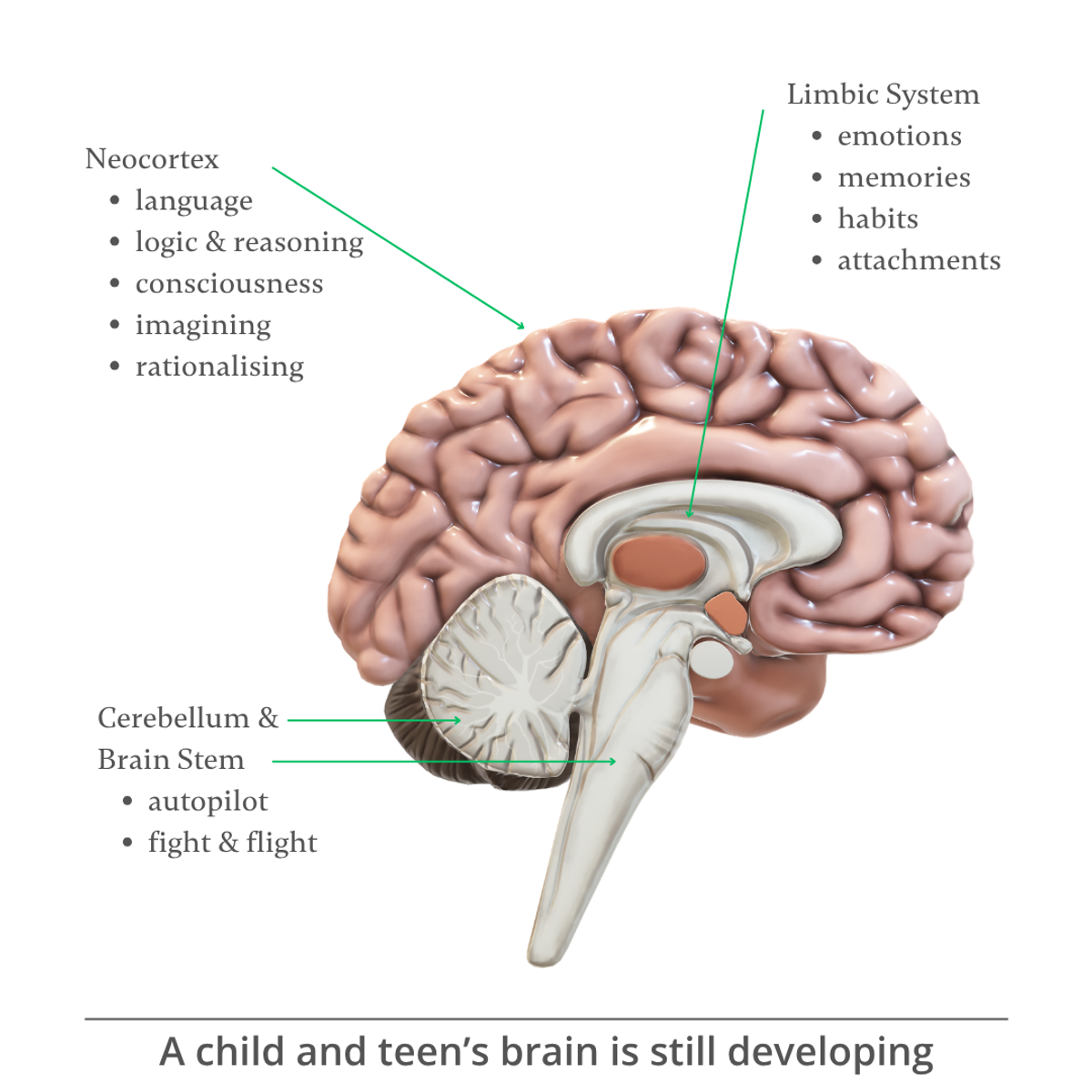 A Child’s Brain is Still Developing
