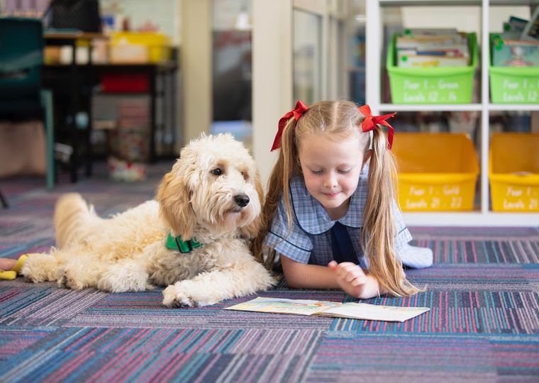 Primary school student reading a book with support dog next to her.