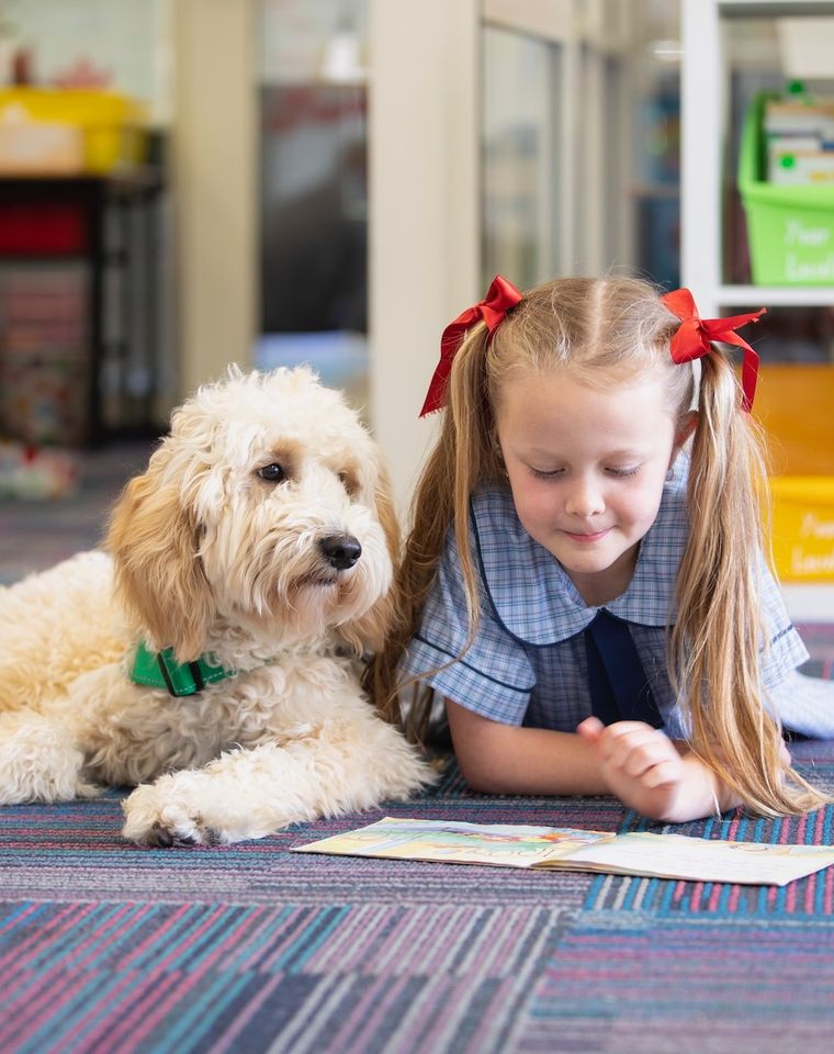 Primary school student reading a book with support dog next to her.