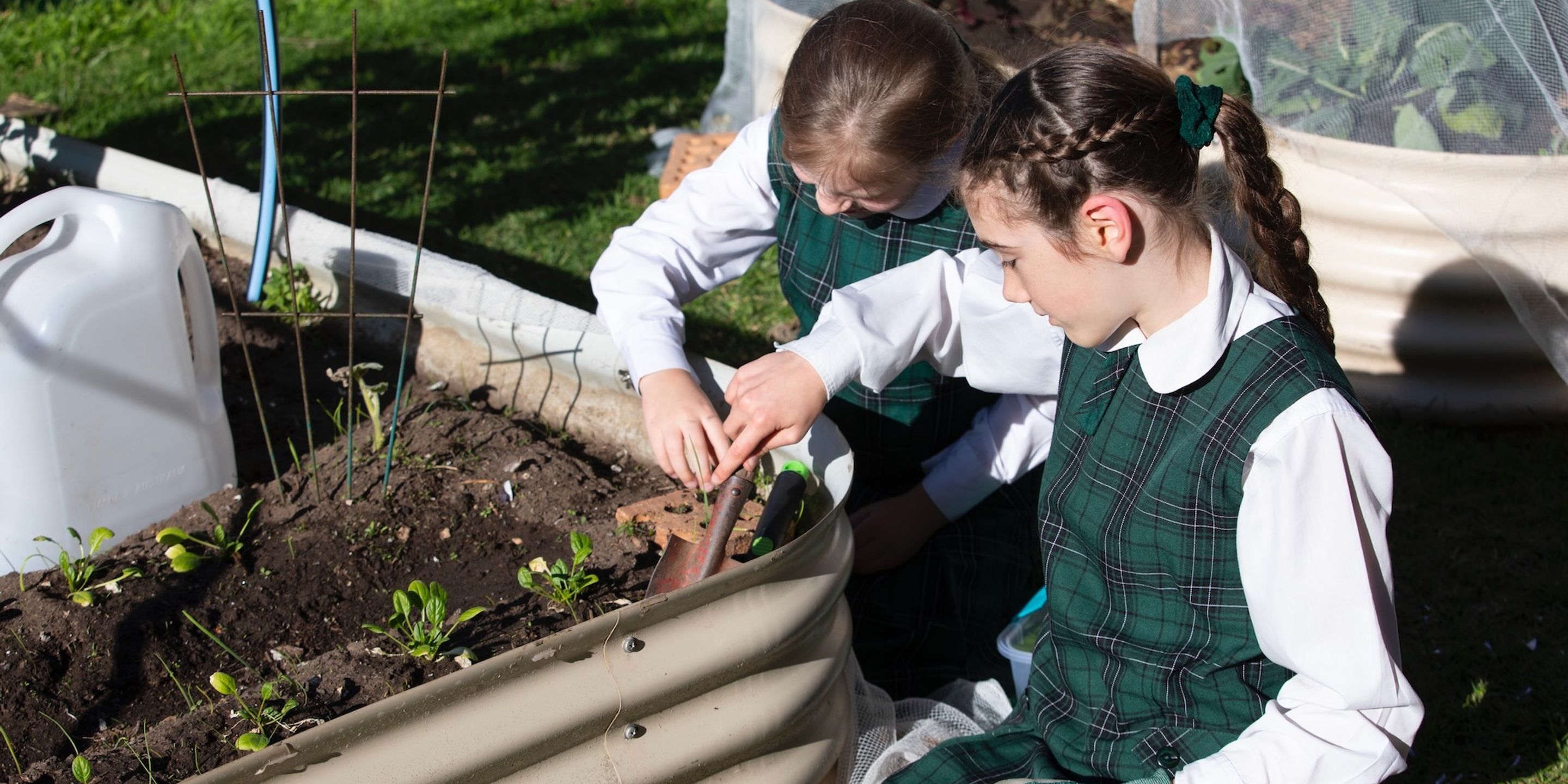 Two primary school students working in vegetable garden.