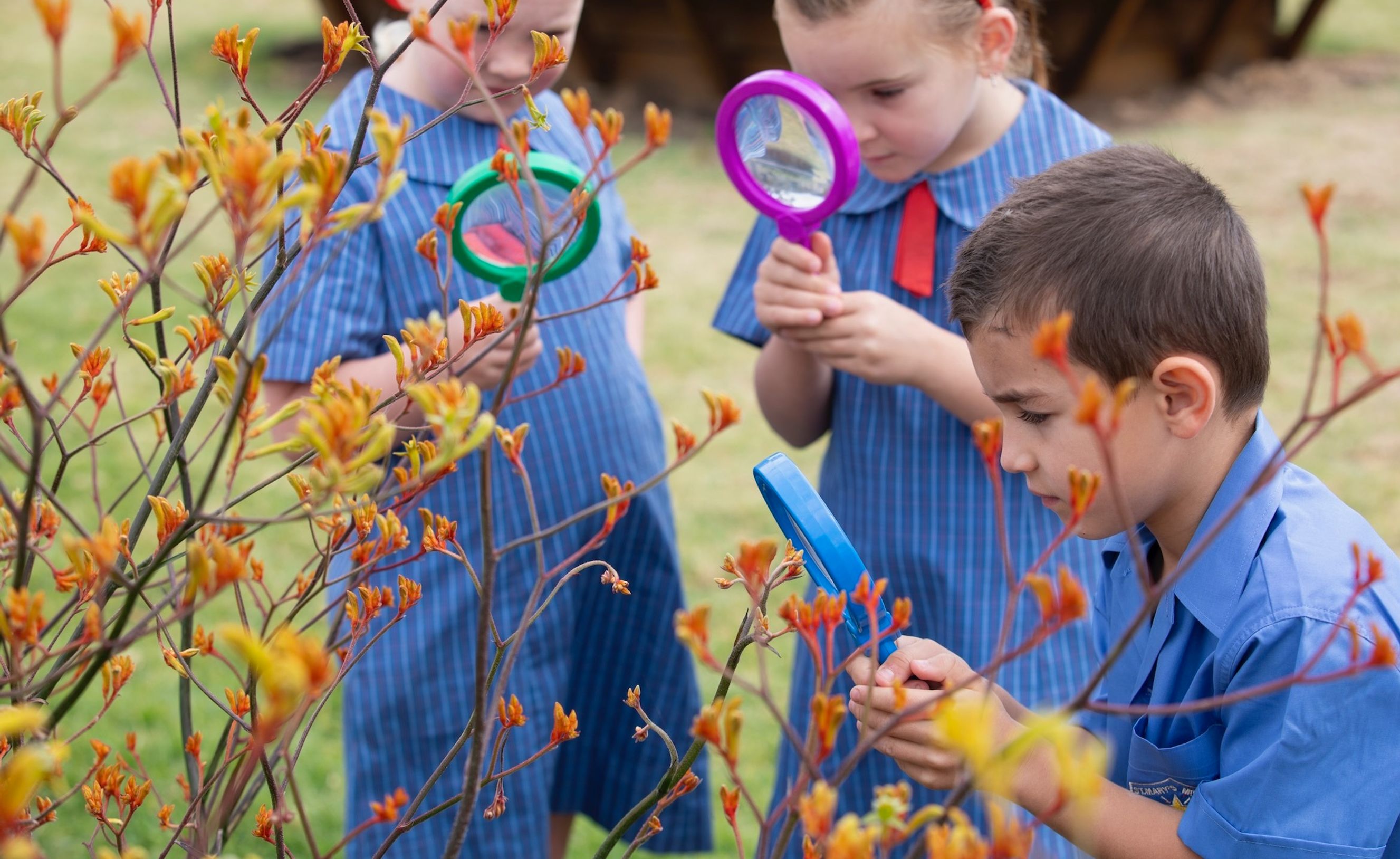 Primary school students in garden with magnifying glasses.