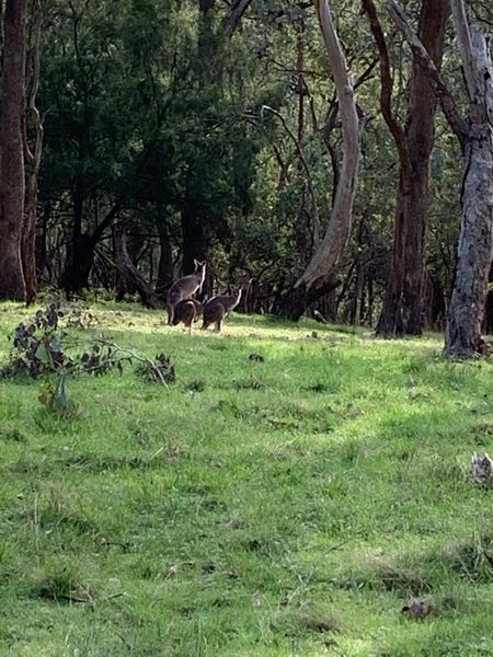 Kangaroos at ELTHAM College Campus