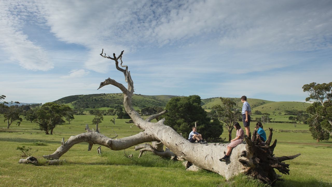 The story of the Wurar Ruwi tree by Cedric Varcoe