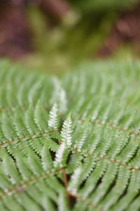 Fern photo