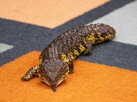 IMG 7610