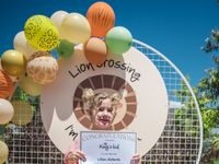 LV Lion Crossing 0329