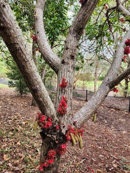 Pc Yr5 Botanical Excursion 15