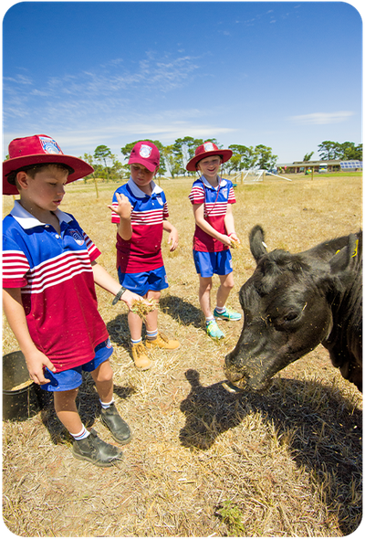 Grove students feeding Cow