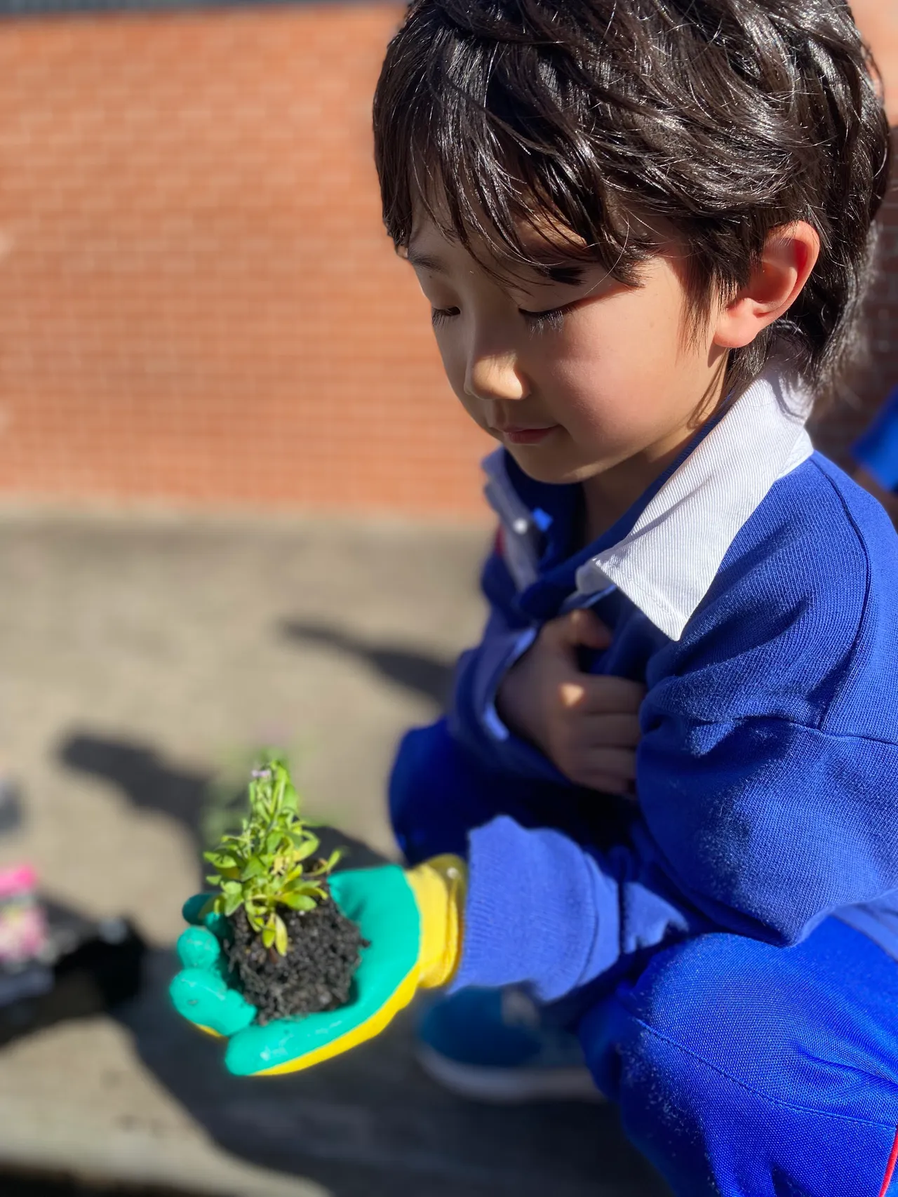Lower primary school aged student from Overnewton's Junior School wearing gardening gloves and looking down to the seedling he's holding in the palm of his hand.
