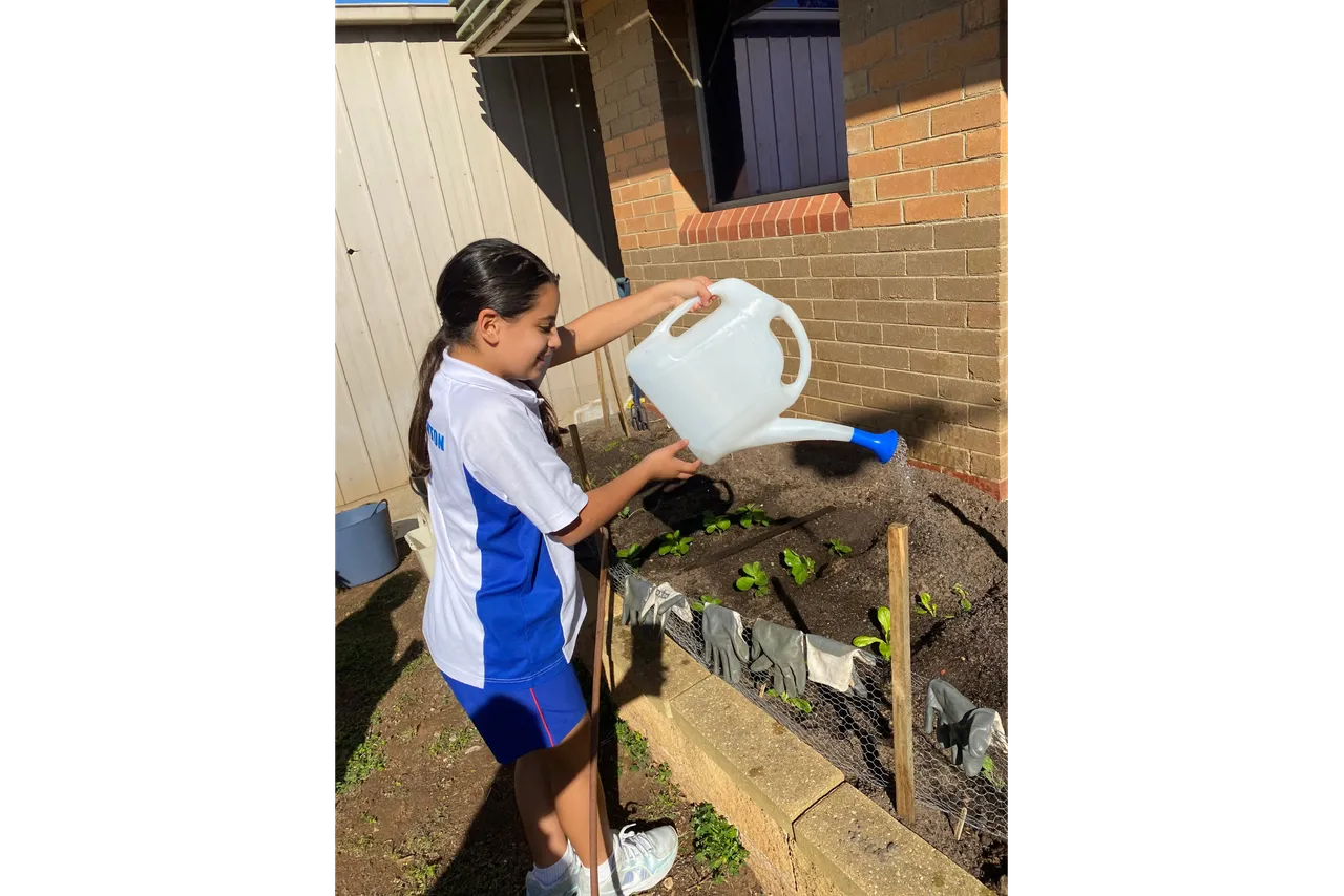 Middle secondary school aged student from Overnewton's Middle School using a large watering can to water newly planted seedlings in the vegetable garden at Yirramboi Campus, Keilor.