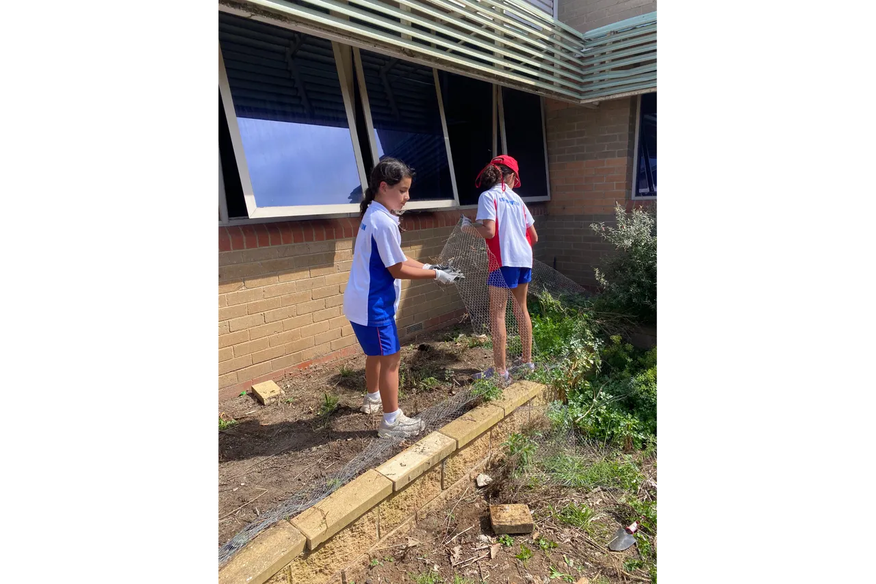 Middle secondary students working together to lay pest-proof wire around the Middle School vegetable garden at Overnewon's Yirramboi Campus, Keilor.