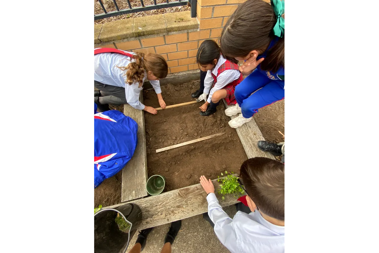 Middle primary school aged students working collaboratively to plant seedlings into the Junior School vegetable garden at Canowindra Campus, Taylors Lakes.