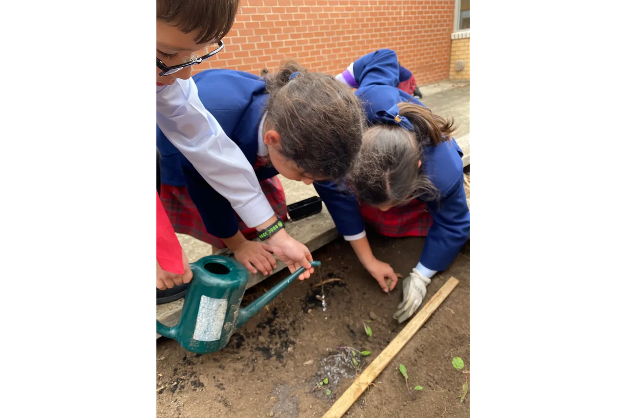 Middle primary school aged students working collaboratively to plant seedlings into the Junior School vegetable garden at Canowindra Campus, Taylors Lakes.