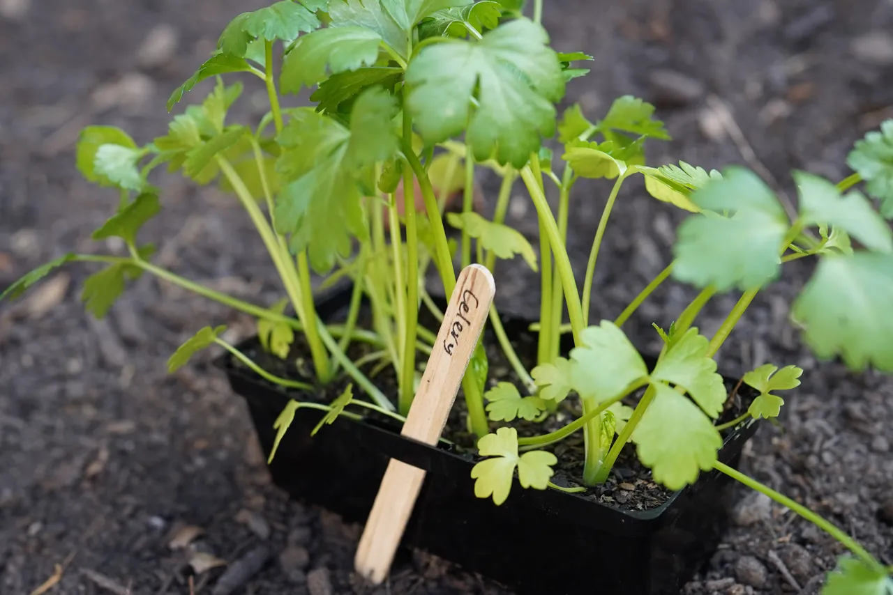 Close up of celery seedlings soon to be planted by students into a veggie garden at Yirraboi Campus, as part of Overnewton’s Sustainability Program.