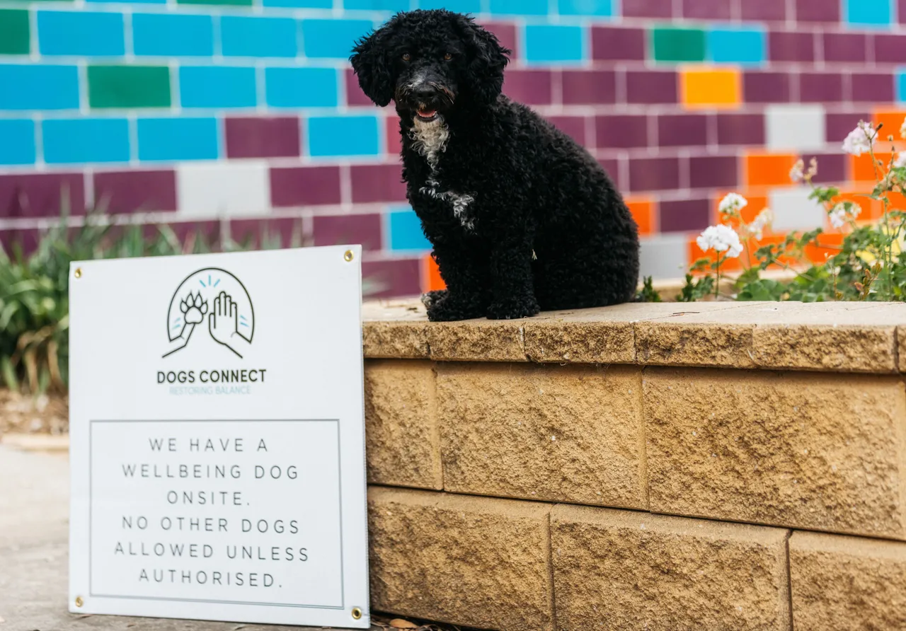 Photo of wellbeing dog Max sitting obediently beside the flowerbed in front of the striking rainbow-coloured tiled wall that flanks the main entrance to the Year 9 Centre at Canowindra Campus, Taylors Lakes.