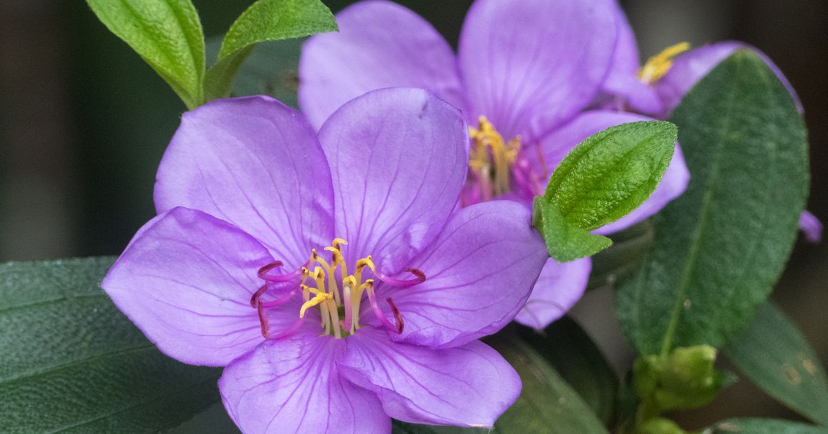 Blue Tongue Plant - St Hilda's School