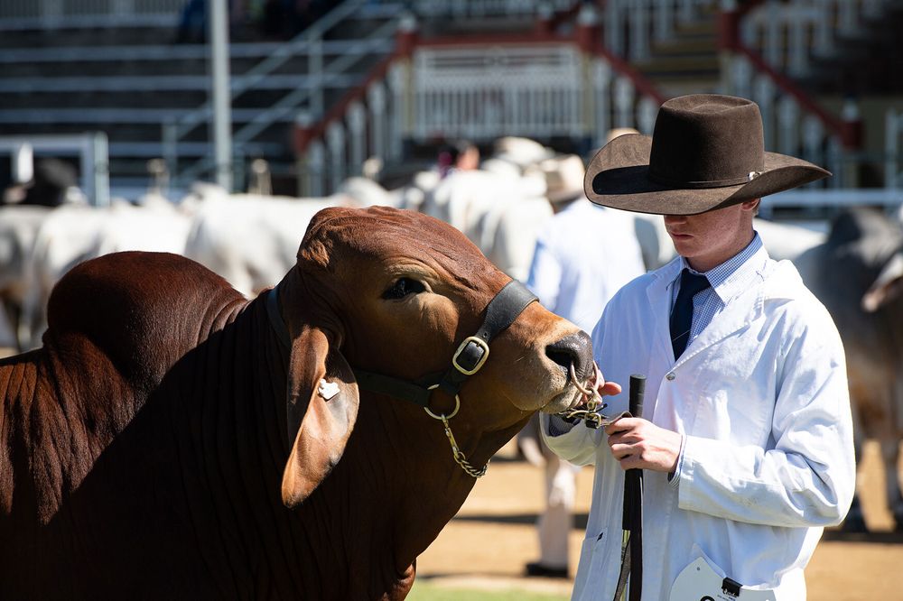 Ekka Cattle Club 65