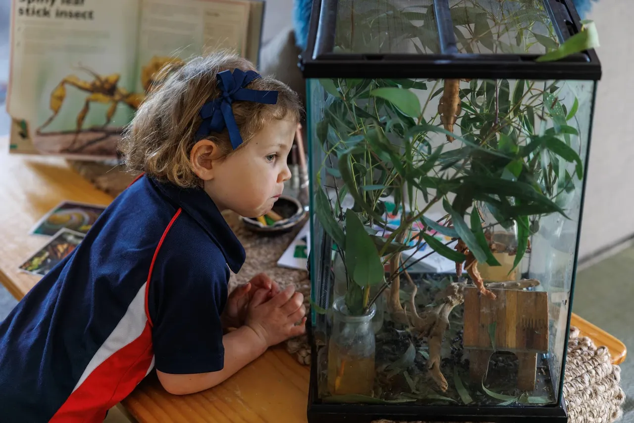 A young St Michael's Grammar School ELC student peers closely at a terrarium, absorbed in observing the plants and creatures inside.