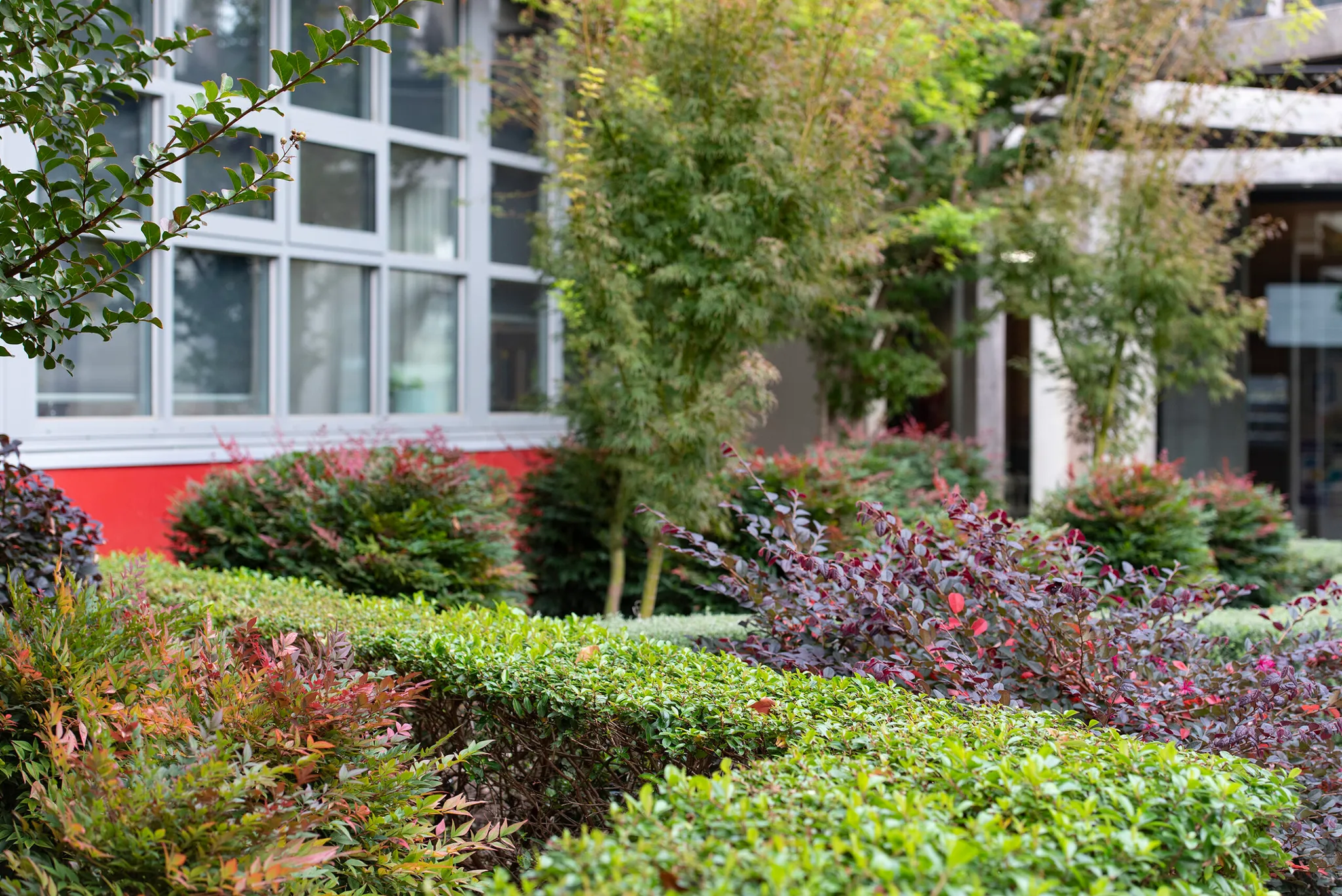 Landscape photo of the garden and hedges at Hewison House at St Michael's Grammar School St Kilda campus