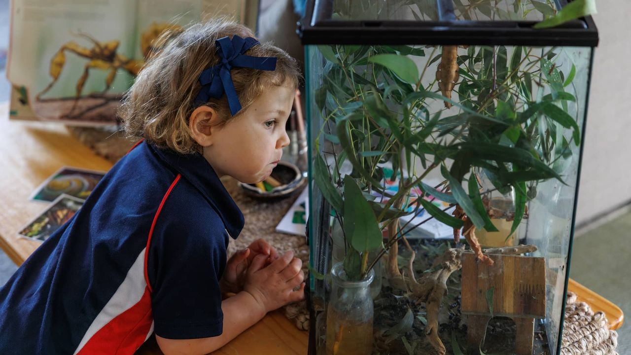 A young St Michael's Grammar School ELC student peers closely at a terrarium, absorbed in observing the plants and creatures inside.